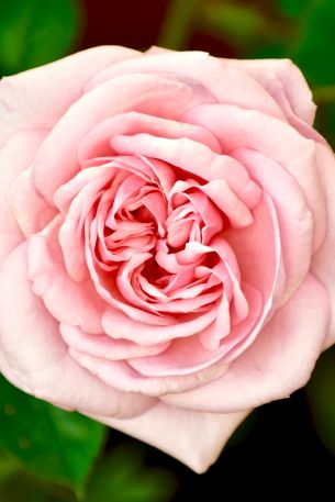 pink rose, rose Wallpaper 640x960