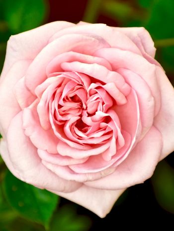 pink rose, rose Wallpaper 1620x2160