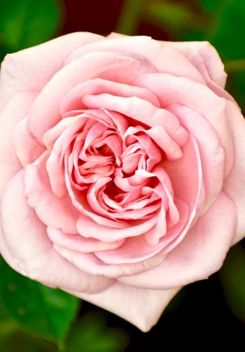 pink rose, rose Wallpaper 1640x2360
