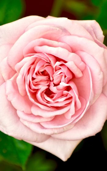 pink rose, rose Wallpaper 1600x2560