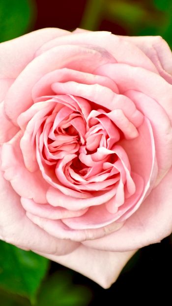 pink rose, rose Wallpaper 640x1136