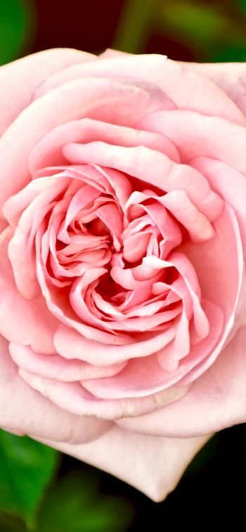 pink rose, rose Wallpaper 1242x2688