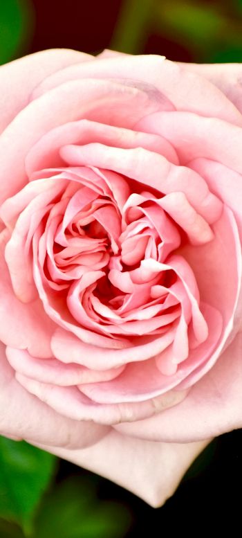 pink rose, rose Wallpaper 1080x2400