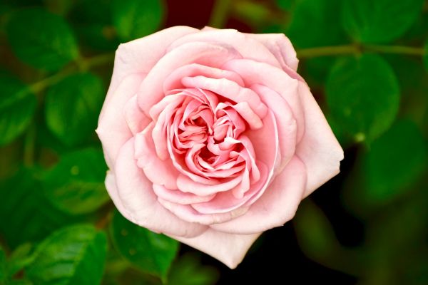 pink rose, rose Wallpaper 6000x4000