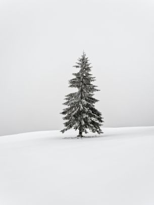 Обои 3888x5184 зима, хвойное дерево