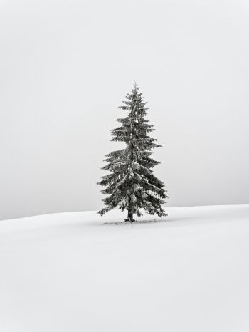 Обои 1668x2224 зима, хвойное дерево