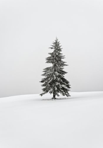 winter, coniferous tree Wallpaper 1640x2360