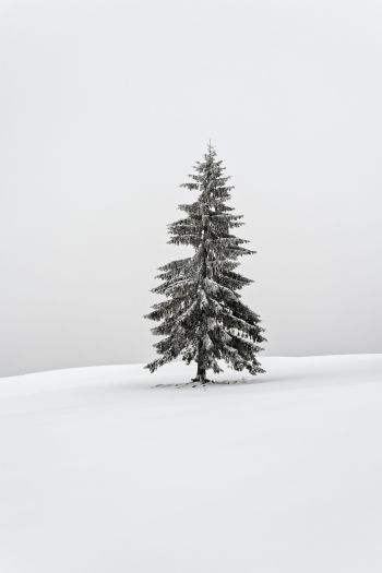 Обои 640x960 зима, хвойное дерево
