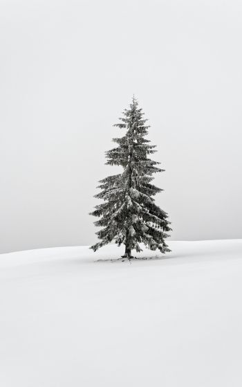 Обои 1752x2800 зима, хвойное дерево