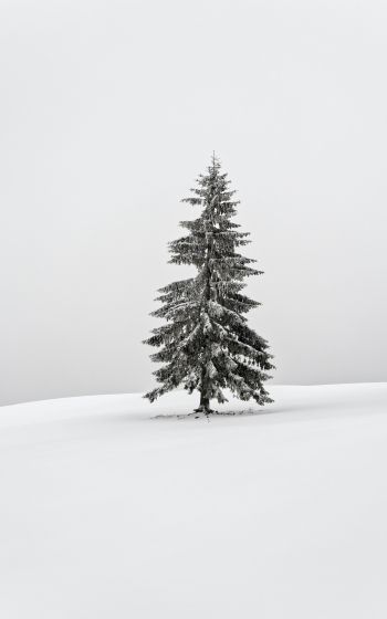Обои 800x1280 зима, хвойное дерево
