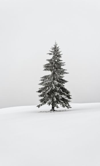 winter, coniferous tree Wallpaper 1200x2000