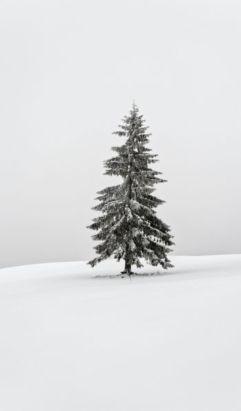 Обои 600x1024 зима, хвойное дерево