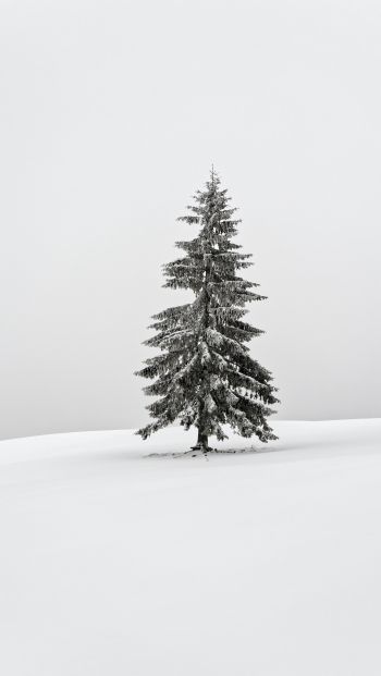 Обои 640x1136 зима, хвойное дерево