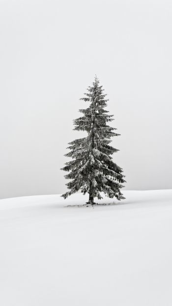 Обои 750x1334 зима, хвойное дерево