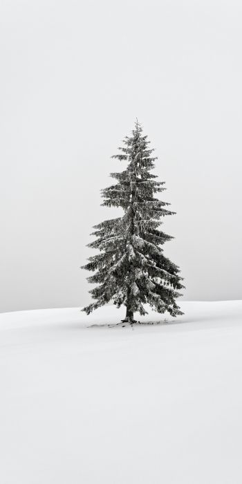 Обои 720x1440 зима, хвойное дерево