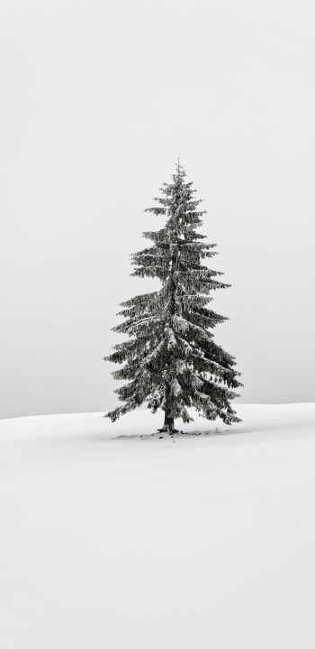 Обои 1080x2220 зима, хвойное дерево