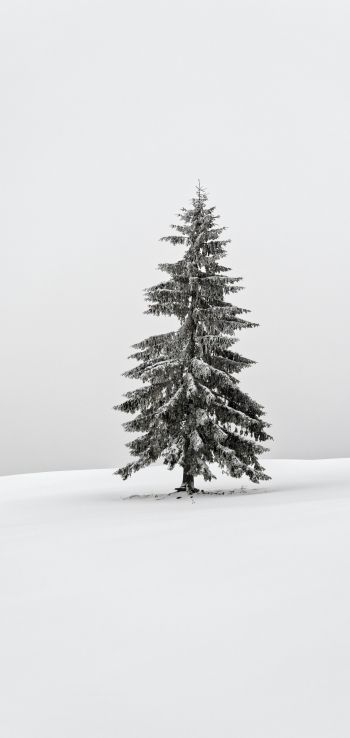 Обои 720x1520 зима, хвойное дерево