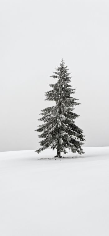 Обои 1242x2688 зима, хвойное дерево