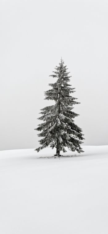 Обои 1080x2340 зима, хвойное дерево