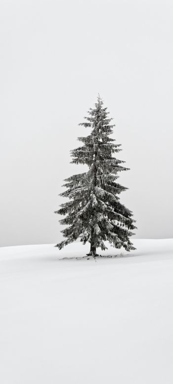 Обои 1080x2400 зима, хвойное дерево