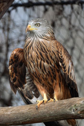 bird of prey, hawk Wallpaper 640x960