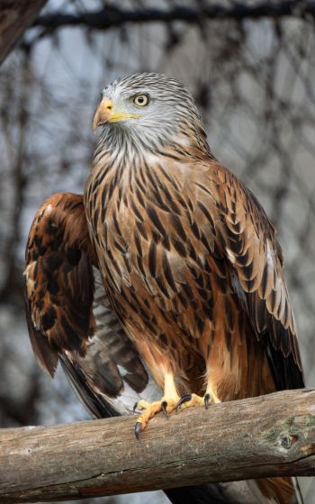 bird of prey, hawk Wallpaper 800x1280