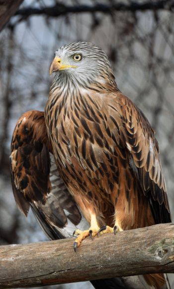 bird of prey, hawk Wallpaper 1200x2000