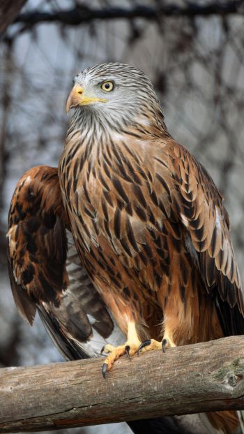 bird of prey, hawk Wallpaper 640x1136