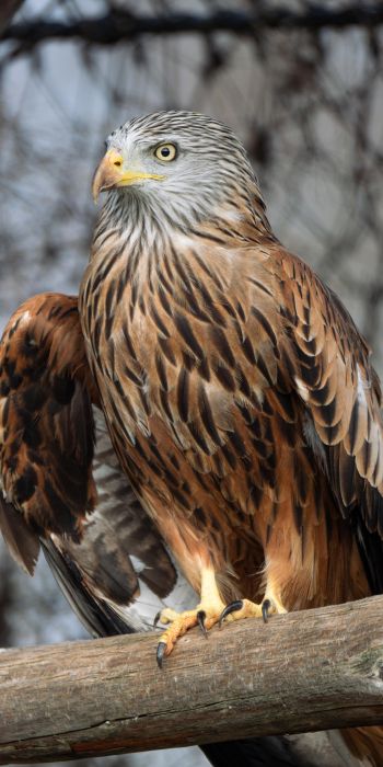 bird of prey, hawk Wallpaper 720x1440