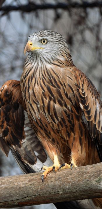 bird of prey, hawk Wallpaper 1440x2960