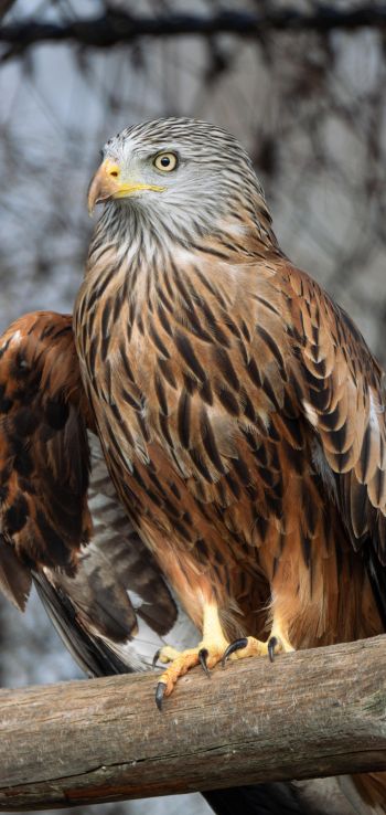 bird of prey, hawk Wallpaper 720x1520