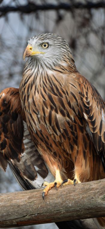 bird of prey, hawk Wallpaper 1080x2340