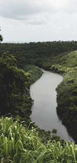 Обои 1080x2280 лес, флора, река