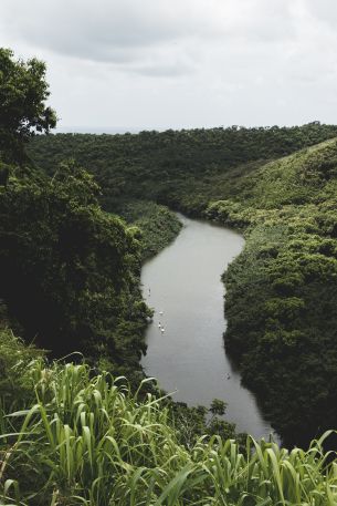 forest, flora, river Wallpaper 640x960