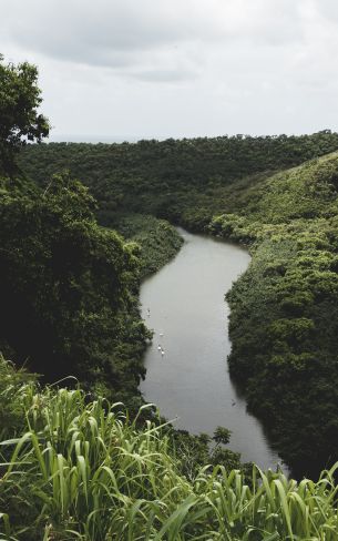 Обои 1600x2560 лес, флора, река