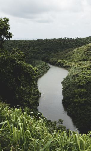 forest, flora, river Wallpaper 1200x2000