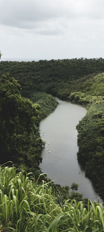 Обои 720x1600 лес, флора, река