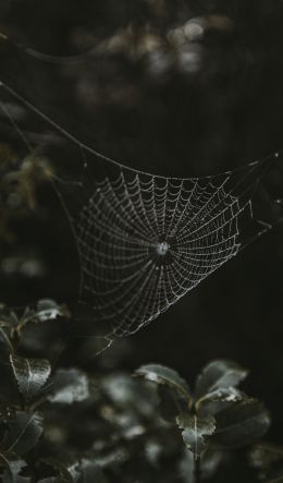 web, lace Wallpaper 600x1024