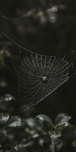 web, lace Wallpaper 720x1440