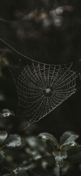 web, lace Wallpaper 1284x2778