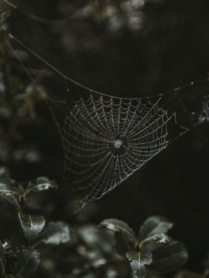 web, lace Wallpaper 2048x2732