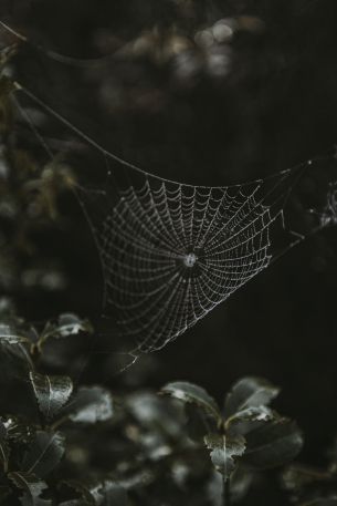 web, lace Wallpaper 2624x3936