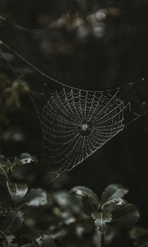 web, lace Wallpaper 1200x2000