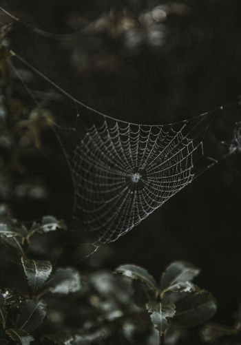 web, lace Wallpaper 1668x2388