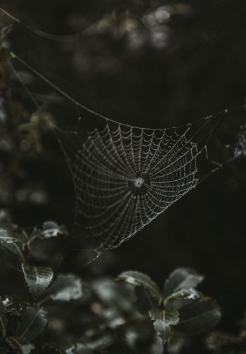 web, lace Wallpaper 1640x2360