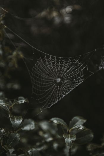web, lace Wallpaper 640x960