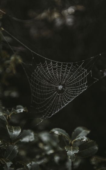 web, lace Wallpaper 1752x2800