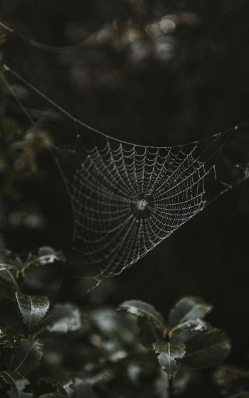 web, lace Wallpaper 1200x1920