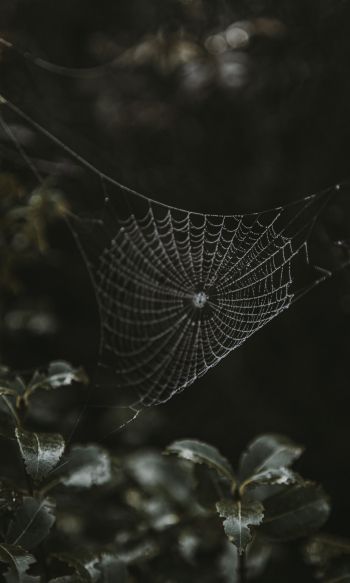 web, lace Wallpaper 1200x2000