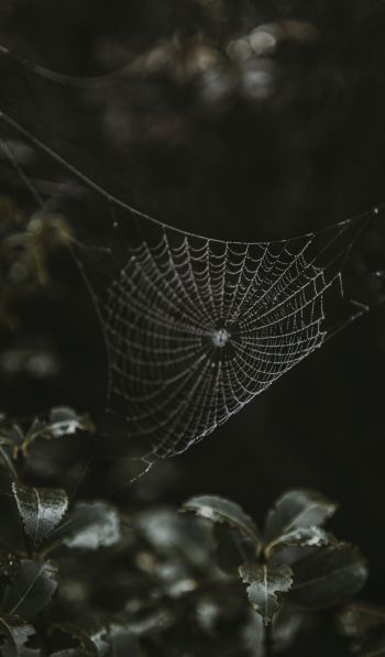 web, lace Wallpaper 600x1024